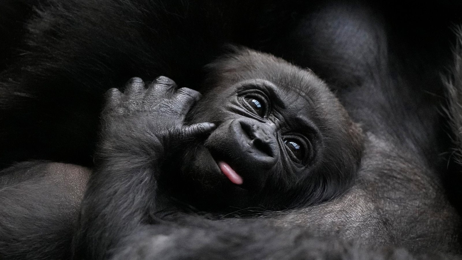 Baby gorilla cuddled by mother at London Zoo remains nameless